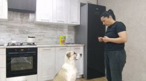 Тренирую Дуню как умею 🐕🐕🐕