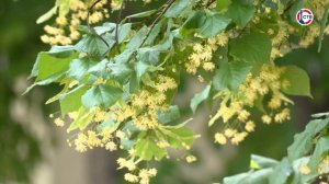 В Севастополе зацвели липы