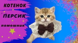 КОТЁНОК ПЕРСИК помошник