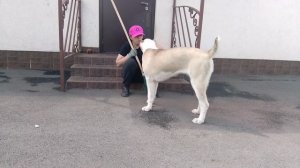 Уборка двора и моя помощница 🤗