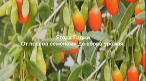 Выращивание ягоды Годжи от посева семенами до сбора урожая в средней полосе.