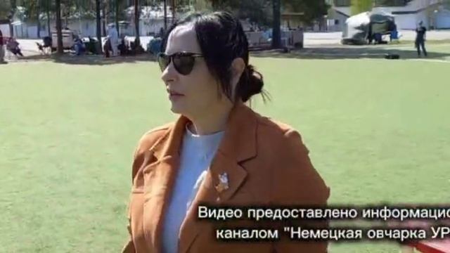 ЮНИОРЫ СУКИ ДШ / КЧК СУРГУТ 30 мая`26 А.Кейвомяги Моно немецких овчарок