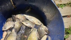 Привоз очень крупного карася на основной водоем