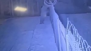 🤣Медведь тайно бежал из Литвы в Белоруссию. 

Эту операцию он провернул ночью.