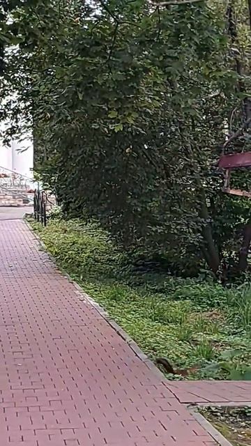 Белка шустрая😍