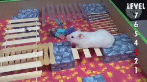 ХОМЯК Minecraft Лабиринт