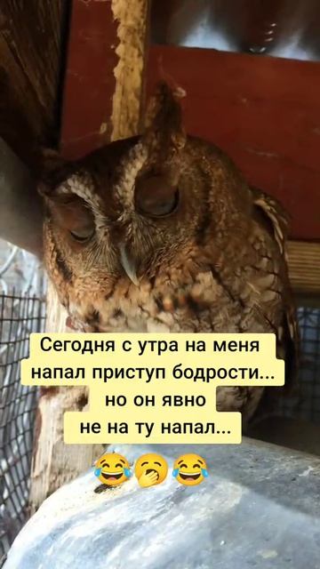 Кто Я, сова или жаворонок???🥴🥴🥴