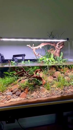 Аквариум 50×40×20 см, мелкий, минималистичный и идеально сбалансированный