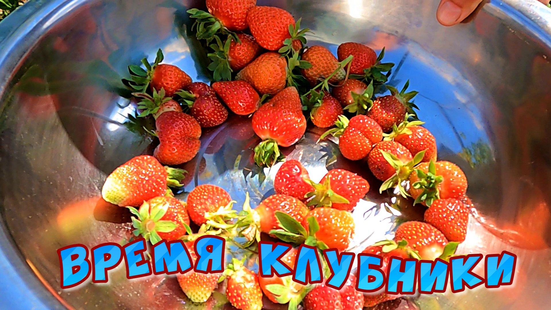ВРЕМЯ КЛУБНИКИ  ВЫСАДИЛИ  ЭУСТОМЫ