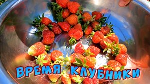 ВРЕМЯ КЛУБНИКИ  ВЫСАДИЛИ  ЭУСТОМЫ