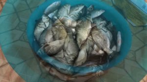 Вечерком порыбачил на Карася👍 На поплавок на деликатную снасть🎣