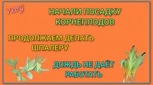 🍒 Начали посадку корнеплодов на даче, жду лайфхаков и советов/ Продолжаем делать шпалеру/ Новый лук
