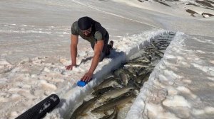 Рыба проскользнула сквозь снег в мое укрытие