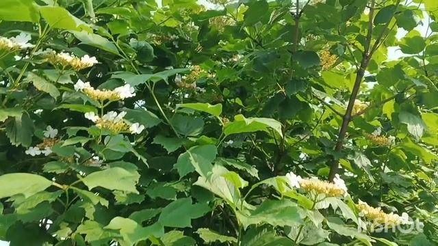 Весенние утки у нас прижились / Ночное видение перед дождём смотреть онлайн