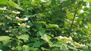 Весенние утки у нас прижились / Ночное видение перед дождём