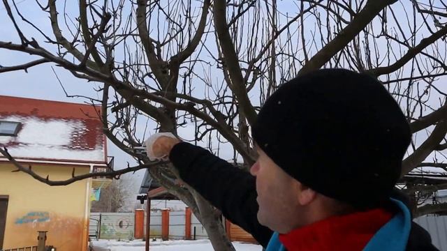 Обрезка груши. Ещё раз о жировиках. Есть два способа.