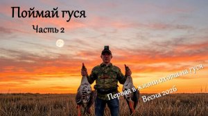 «Поймай гуся». Охота на гуся весной, 2026, часть 2. Весенняя охота на гуся видео
