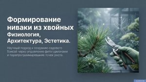 Как создать ниваки из бесформенных хвойных за 3 сезона: физиология обрезки и управление гормонами