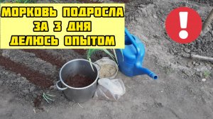 Сделайте так и МОРКОВЬ взойдет за 3 дня! Мой способ подкормки и как посадить