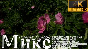 Релакс видео🌸 Микс летних красок || Люпины 🌼 || Ирисы 💜 || Шиповник 🌹 || Нераспустившийся пион ?