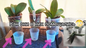 Как❓ Как они  там помещались😆_ Пересадка  (уже не малышей) от SON YA