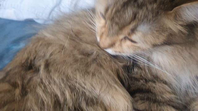 Ласковая кошечка Тара смотреть онлайн