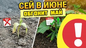В МАЕ не успели? И ХОРОШО: 8 культур, которые в ИЮНЕ дадут урожай больше майского на огороде.