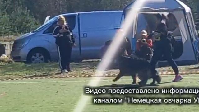 ОТКРЫТЫЙ КОБЕЛИ ДШ / КЧК СУРГУТ 30 мая`26 А.Кейвомяги Моно немецких овчарок