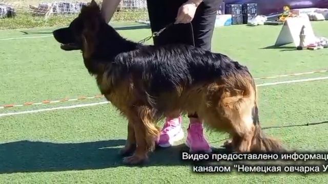 МОЛОДЫЕ СУКИ ДШ / КЧК СУРГУТ 30 мая`26 А.Кейвомяги Моно немецких овчарок