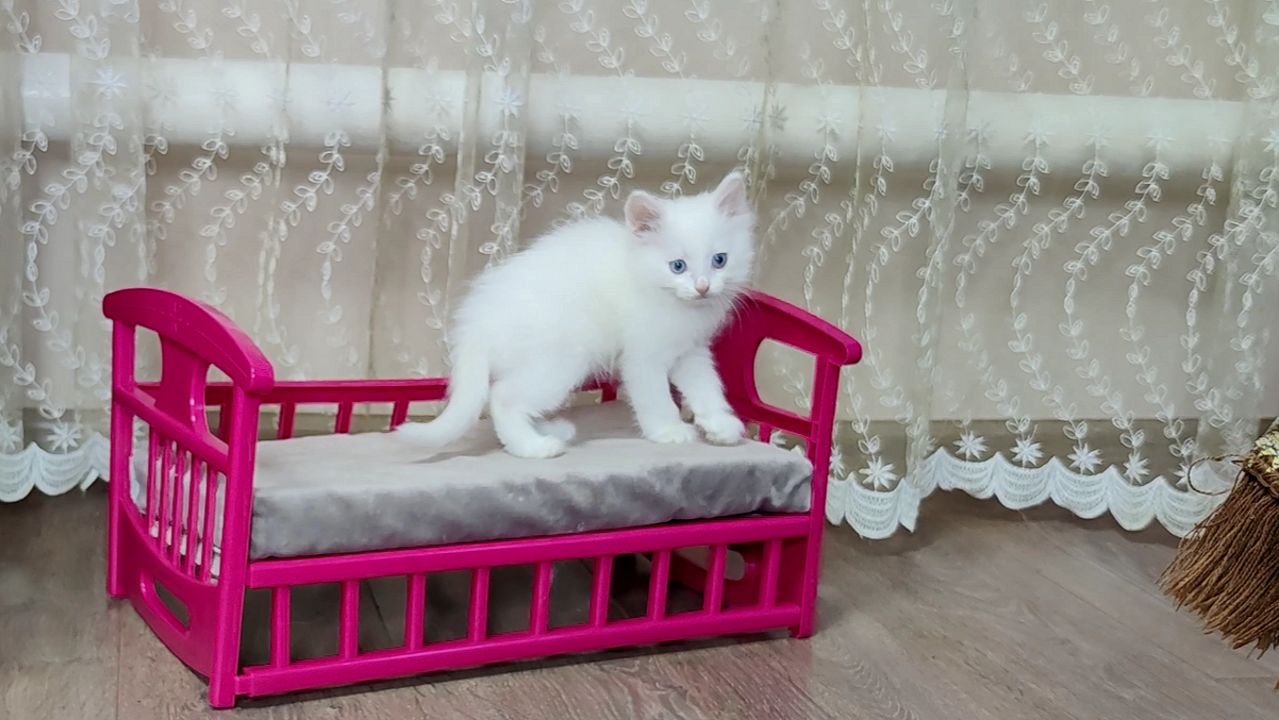 Наша жизнерадостная кошачья семья. Котенок Микки, как всегда, прекрасен. смотреть онлайн