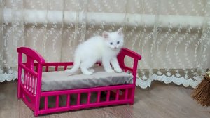 Наша жизнерадостная кошачья семья. Котенок Микки, как всегда, прекрасен.
