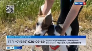 «Возьми питомца из приюта». Собаки Лёлик и Хивря