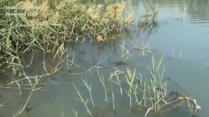 РЫБЫ ВЕРНУЛИСЬ НА ТЕРРИТОРИЮ МЕРТВОГО МОРЯ пророчество Иезекииля исполняется?