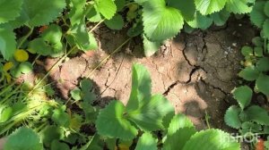 приехала на дачу и сразу  в огород/очень всё сухо