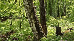 Лекарственное растение Сочевичник весенний