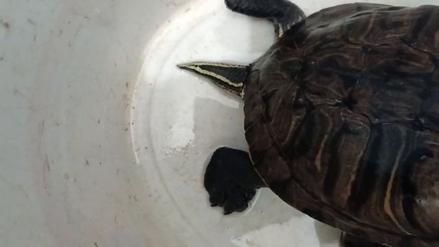 Опять таки красноухие черепахи