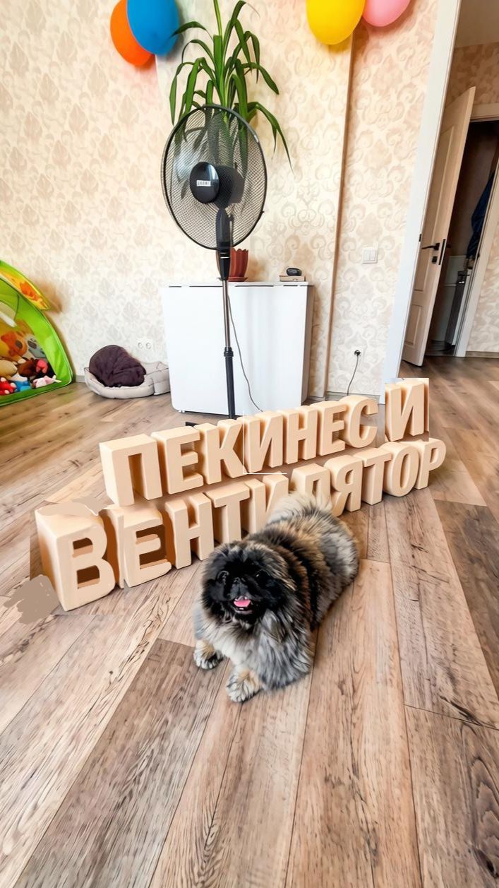 Пекинес Дендик и вентилятор