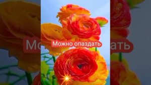 d9c9ffc9-8fab-431a-952d-79db2147783a.mp4