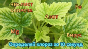 ХЛОРОЗ: КАК НЕ ПОТЕРЯТЬ УРОЖАЙ ЗА 7 ДНЕЙ? Определяем вид и лечим правильно