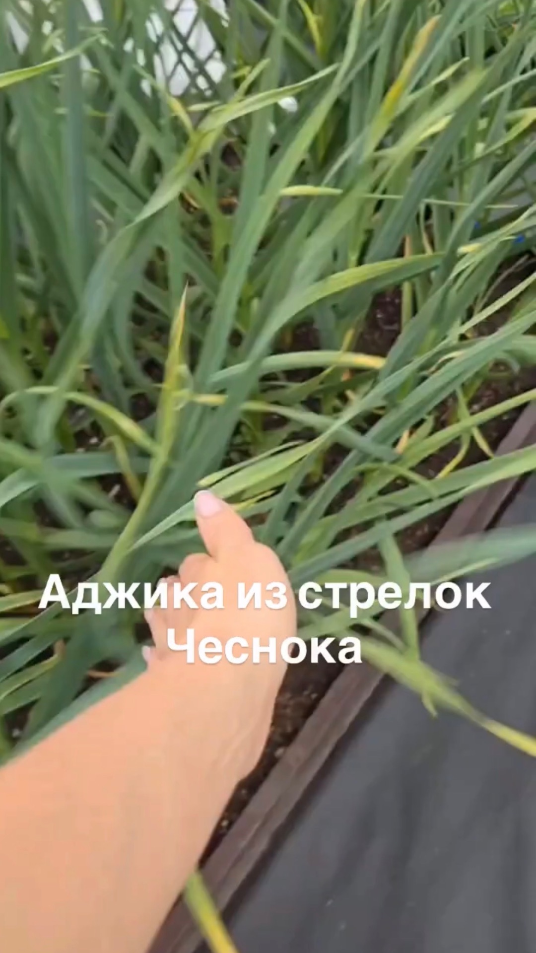 Аджика из стрелок чеснока.