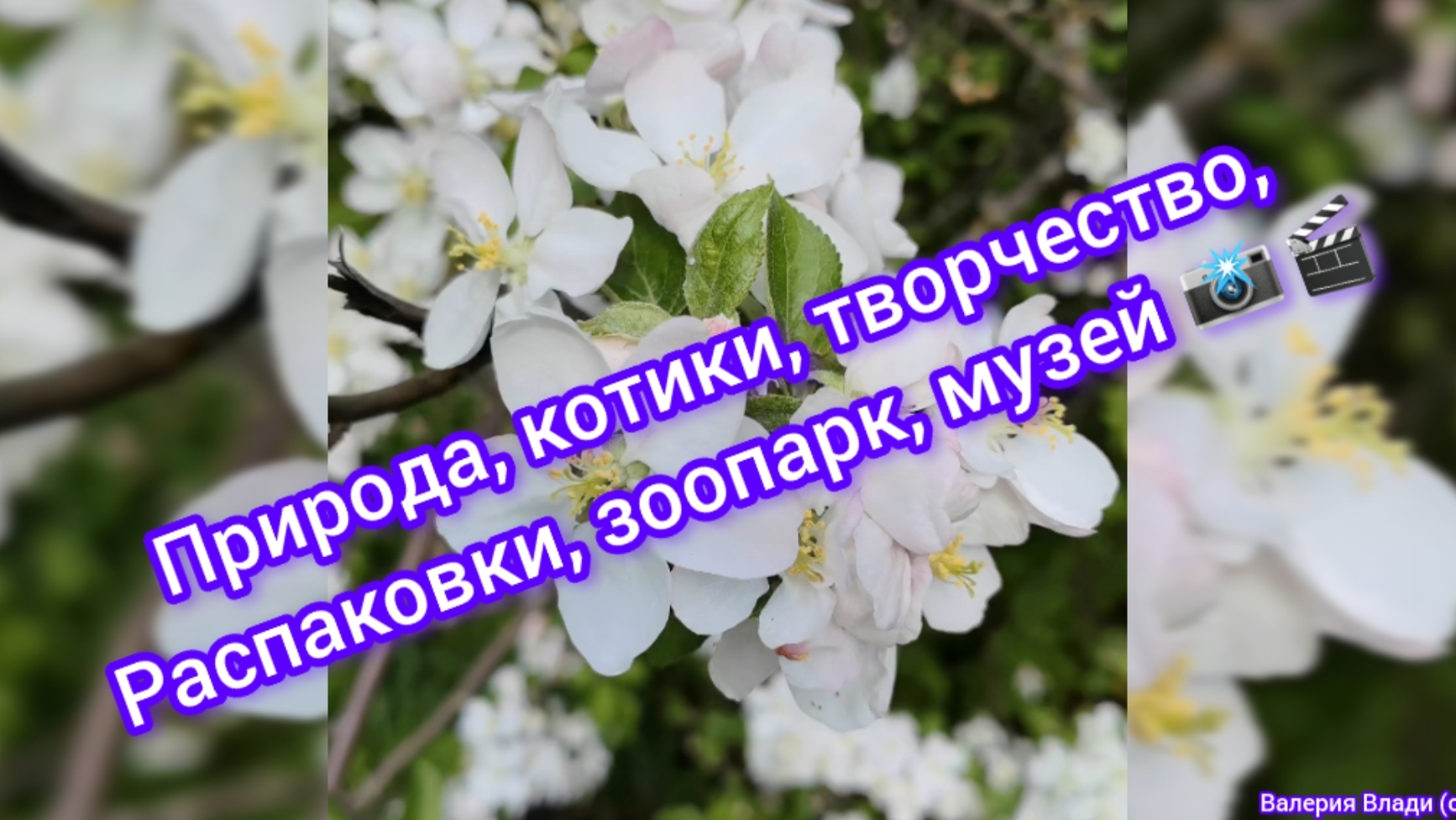 Природа, Котики, Творчество, Распаковки, Зоопарк, Музей. (с.) смотреть онлайн