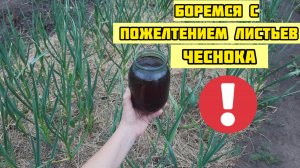 Перья ЧЕСНОКА больше не желтеют. Народный способ борьбы с пожелтением листьев на чесноке.