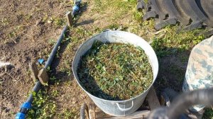 ГОТОВИМ ОРГАНИКУ ДЛЯ ВСЕХ КУЛЬТУР
