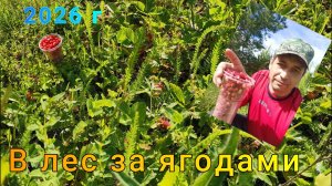 В лес за ягодами | 2026 г