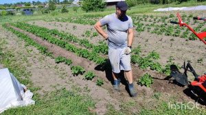 Мотоблок Агат. Окучивание картошки на полольниках с однорядным окучником. Сезон 2026