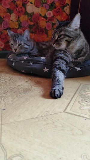 Релакс с котиками