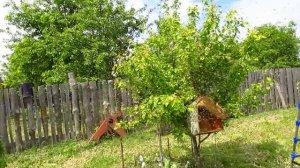 Выход роя после похолодания