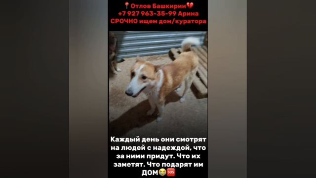 🆘 УФА. ОТЛОВ. СРОЧНО.
Эти собаки всё ещё ждут спасения.
Срок их содержания в отлове уже закончился. смотреть онлайн