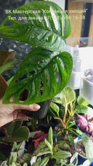 Монстера Адансона  (Monstera Adansonii)