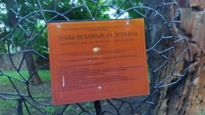 Абхазия Цитрусовый совхоз 11 июня 2026 г.